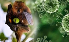 Nhật Bản thử nghiệm lâm sàng vaccine ngừa virus Nipah