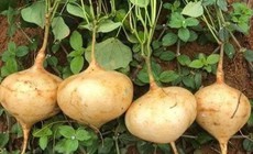 Củ đậu rất tốt nhưng có bộ phận là 'thuốc độc': Bạn đã biết chưa?