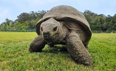 Rùa Jonathan gần 200 tuổi hé lộ bí quyết trường thọ