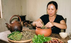 Bài thuốc có lá sung giúp thanh nhiệt