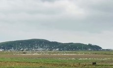 Hàng nghìn con cò trắng kéo về cánh đồng ở Nghệ An