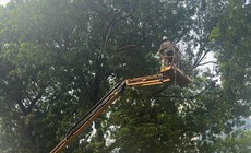 Hà Nội chăm sóc gần 70.000 cây xanh thế nào để đẹp phố, an toàn mùa bão?