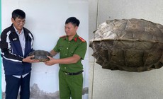 Người đàn ông làm điều đáng khen khi thấy rùa đất lớn băng qua đường