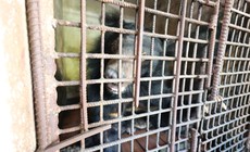 Cứu hộ 3 cá thể gấu ngựa sau nhiều năm bị nuôi nhốt