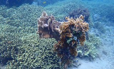 Ấn tượng rừng san hô 'hồi sinh' dưới biển Nha Trang