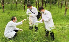 Những người đi trước hiểm họa...