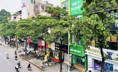 Tại sao Hà Nội trồng nhiều cây hoa sữa?