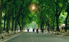 18 loài cây xanh Hà Nội cấm trồng nơi công cộng