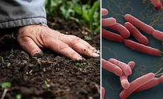 Bệnh Whitmore dễ bị bỏ sót do triệu chứng không điển hình