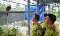 Vườn quốc gia Bạch Mã tiếp nhận nhiều cá thể trĩ sao quý hiếm