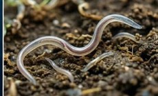 Nhiều người ở Khánh Hòa nhiễm loại giun mà bác sĩ cảnh báo cần điều trị sớm