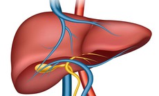 Dấu hiệu cảnh báo gan đang tổn thương cần đi khám ngay