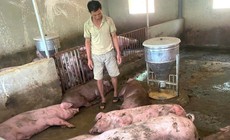 Sét đánh trúng đàn lợn hơn 50 con đang chờ xuất bán, nông dân trắng tay