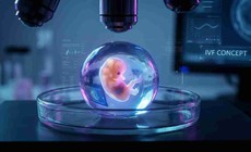 Mô hình phôi người trong phòng thí nghiệm giống phôi thật đến mức nào?