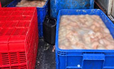 Ô tô chở 820kg lòng lợn bốc mùi hôi thối ở Phú Thọ