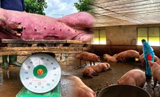 Chất tạo nạc Salbutamol trong thịt heo: Nấu chín có hết độc?