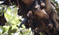 Nghiên cứu vaccine Nipah tăng tốc khi Ấn Độ tiếp tục ghi nhận ca nhiễm mới