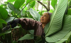 Tràng Cát những ngày giáp Tết: 'Thủ phủ' lá dong xuyên đêm cho vụ mùa lớn nhất năm