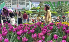 Thông tin mới nhất về thời tiết Tết Nguyên đán trên cả nước