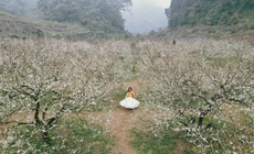 Mộc Châu khoác áo xuân: Trắng đồi mận, xanh đồi chè