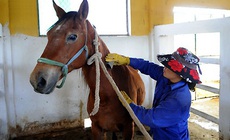 Nghiên cứu và bảo tồn giống ngựa Việt Nam: Giữ nguồn gen quý giữa nhiều thách thức