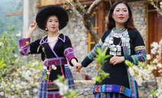 Xuân thức giấc trên cao nguyên đá Đồng Văn