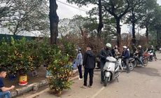 Chở đào quất cồng kềnh dịp Tết có thể bị xử phạt đến 14 triệu đồng