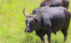 Ngắm đàn bò tót lai vạm vỡ sẵn sàng đón khách du xuân giữa núi rừng Khánh Hòa