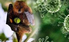 Ấn Độ ghi nhận ca tử vong do virus Nipah