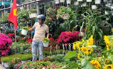 Người dân TPHCM nô nức trang hoàng nhà cửa, tất bật sắm mai, đào đón Tết