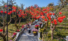 Miền Bắc rét đậm trong ngày mùng 2 và mùng 3 Tết Nguyên đán