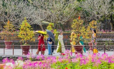 Di sản Huế 'khoác áo xuân' lộng lẫy, du khách quốc tế nườm nượp đổ về