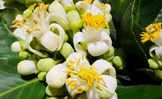 Hoa bưởi: Những lợi ích sức khỏe ít người biết