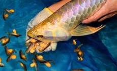 Cảnh báo ngộ độc nguy hiểm từ thói quen ăn cá nóc và trứng cá cảnh