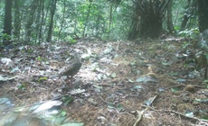 Hình ảnh mới nhất về những loài chim quý hiếm vừa được ghi nhận qua bẫy ảnh