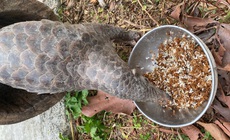 Video: Bồi bổ đặc biệt cho động vật quý hiếm