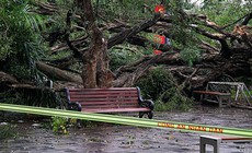 Hà Nội: Cây si cổ tại vườn hoa Lý Tự Trọng gãy đổ, 2 người bị thương