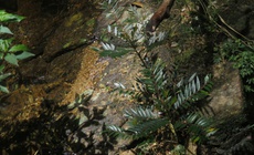 Lộ diện Diệp hạ châu Việt Nam tại Khu Dự trữ thiên nhiên ở Huế