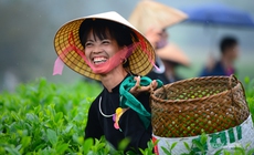 Vui hái chè dưới tiếng đàn Tính giữa đất trời ATK