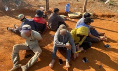 Triệt phá sới đá gà trong vườn cao su ở tỉnh Lâm Đồng