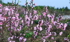 Đào nở sớm, người trồng đối mặt nguy cơ 'thất thu' dịp Tết