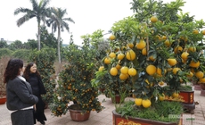 Bưởi vàng xuống phố, báo hiệu mùa Tết đã rất gần