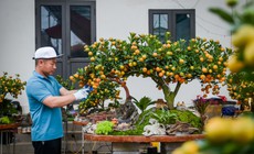 Cách chọn cây quất cảnh trưng Tết bền đẹp