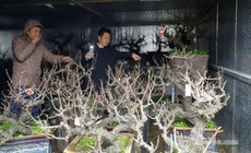 Đào 'tiến vua' Nhật Tân ngủ điều hòa chờ Tết