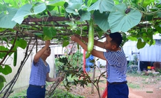 'Công viên xanh' giữa biển trời Tây Nam