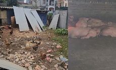 Hà Nội: Người dân xã Phù Đổng khổ vì mùi hôi từ chuồng lợn sát khu dân cư