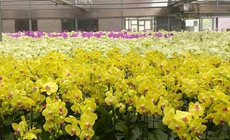 Chuyên gia chỉ cách chọn và chăm sóc lan hồ điệp bền đẹp suốt Tết