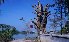 Phường ở Huế lên tiếng về thông tin cây cổ thụ tại khu vực di tích bị cắt tỉa quá mức 