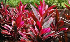 5 bài thuốc trị bệnh từ lá huyết dụ