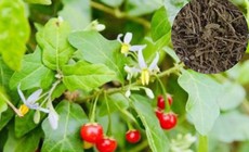 5 vị thuốc dưỡng gan vào mùa xuân